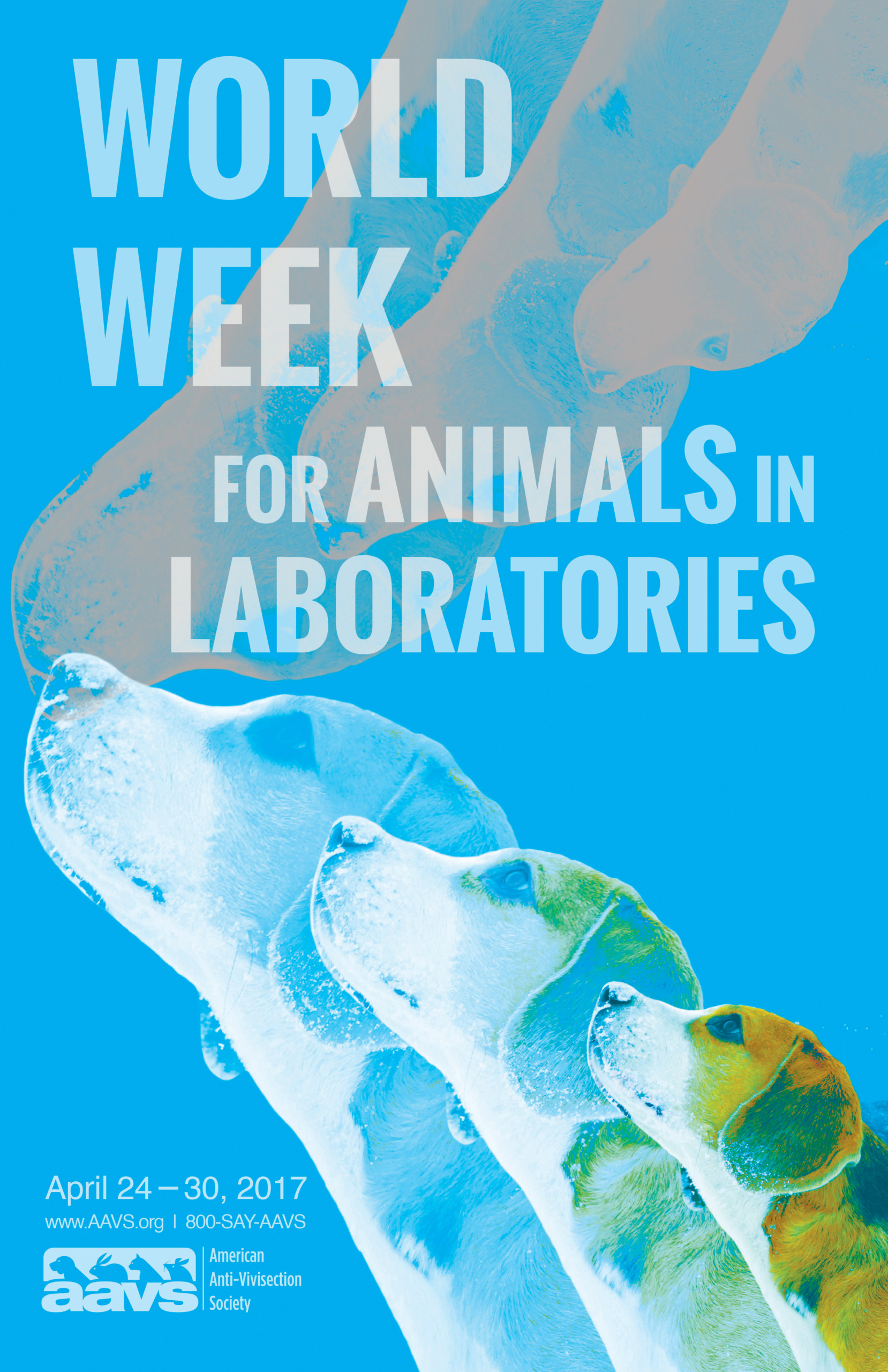AAVS - Poster - World Week for Animals in Laboratories - Dog